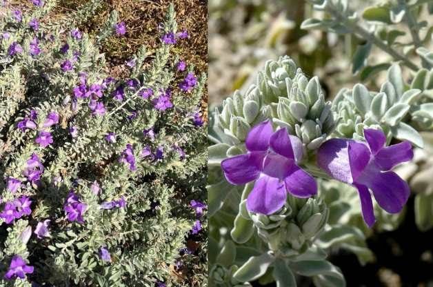 4 arbustos con flores tolerantes a la sequía para los jardines del sur