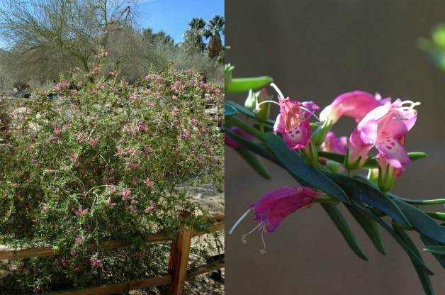 4 arbustos con flores tolerantes a la sequía para los jardines del sur