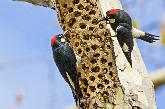 Fascinante comportamiento de las aves: almacenar comida en caché