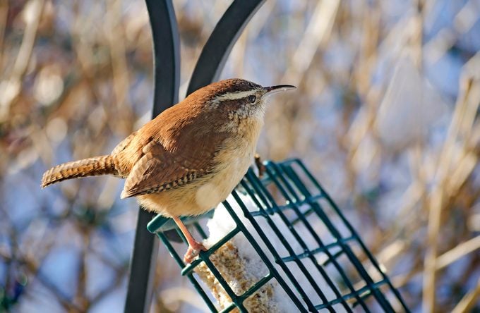 Cómo atraer pájaros en invierno y detectar más especies