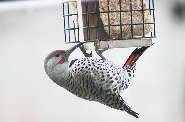 Cómo atraer pájaros en invierno y detectar más especies