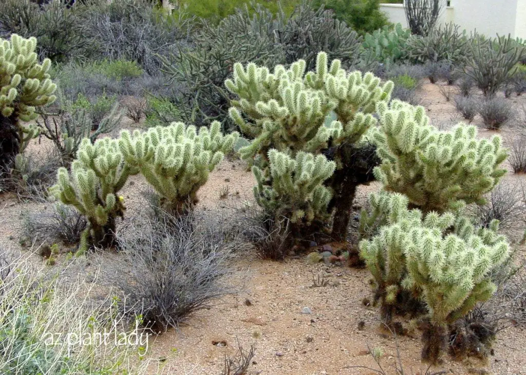 ¿Cómo se reproduce un cactus?