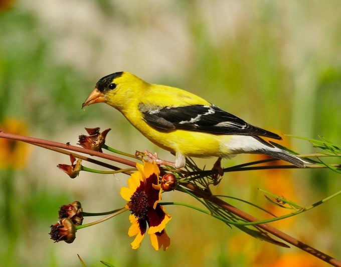 Pine Siskin vs Goldfinch: Cómo saber la diferencia