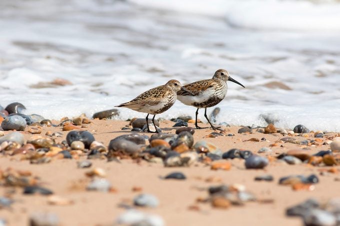 Aviadores costeros y lugares de observación de aves en la playa