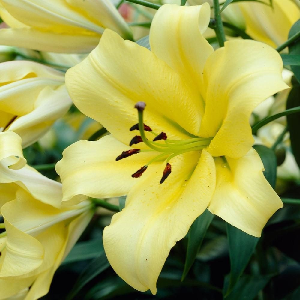 Top 10 hermosas flores de lirio para amar