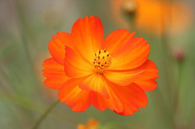 Las 10 mejores flores anuales de rápido crecimiento