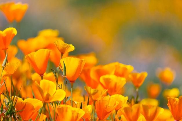 Las 10 mejores flores anuales de rápido crecimiento