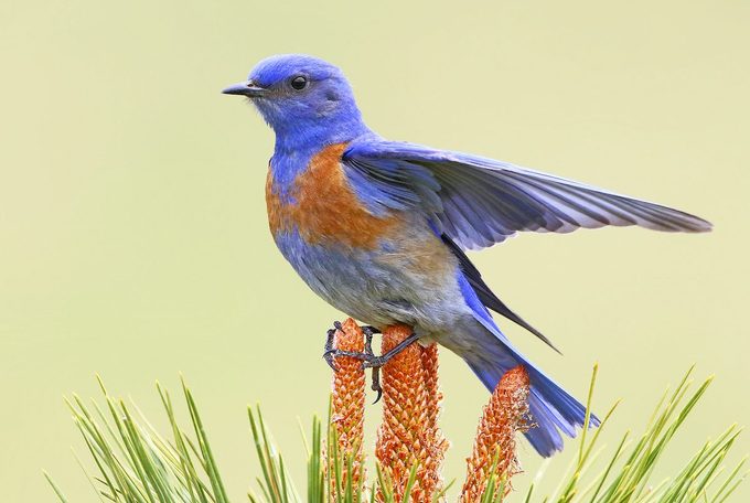Cómo identificar un pájaro azul occidental