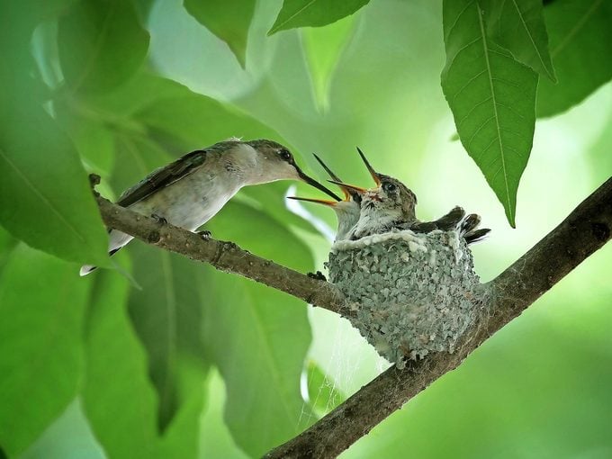 Pregúntele a los expertos: ¿Las aves reutilizan los nidos?