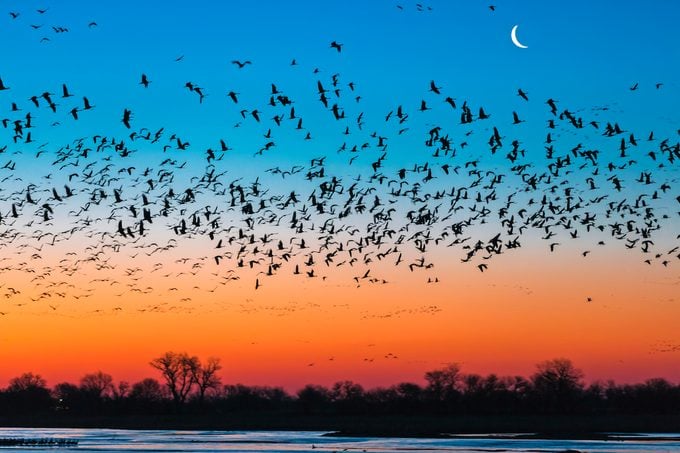 Secretos de la migración de aves revelados - Birds and Blooms