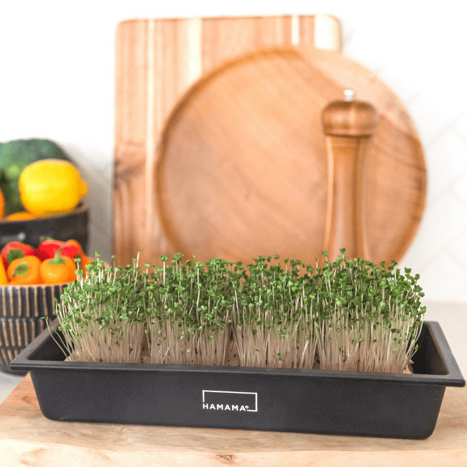Las mejores opciones del kit Microgreens para cultivar en interiores