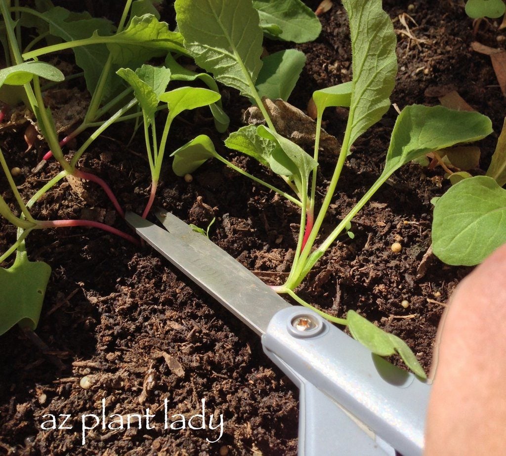 Cómo y cuándo adelgazar las plántulas de hortalizas