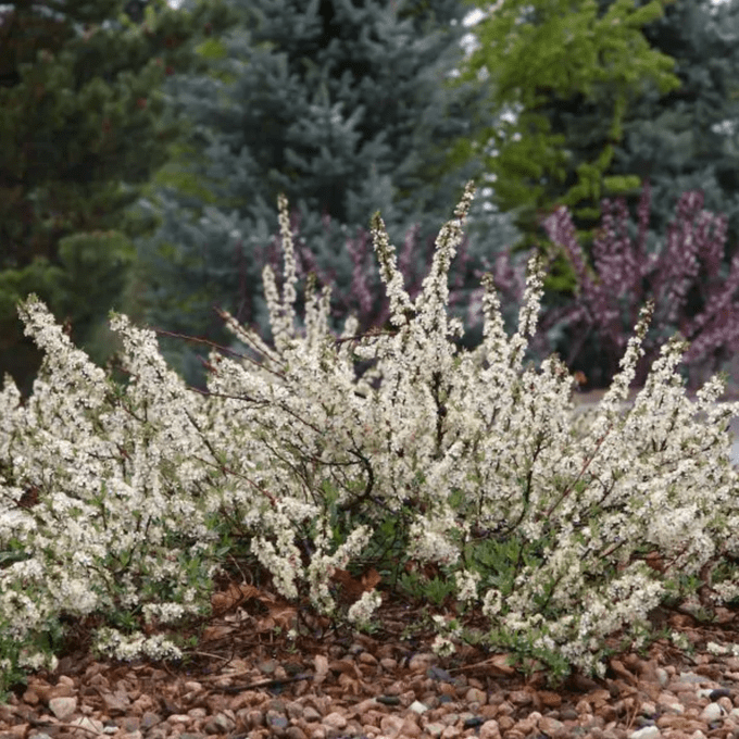 Cultive un arbusto de cereza de arena para polinizadores de primavera