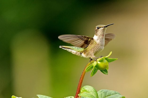 6 formas simples de atraer más colibríes