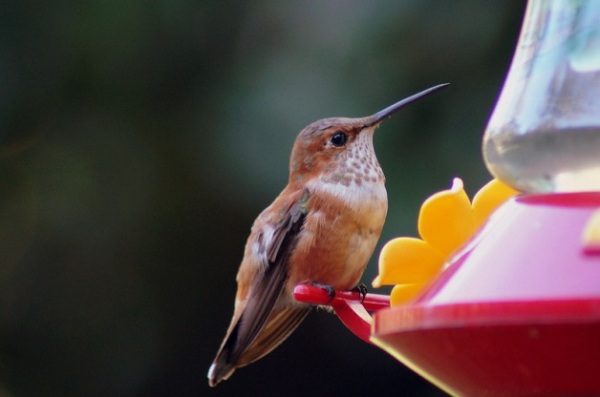 Atrae más colibríes por menos dinero
