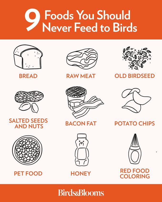 9 alimentos que nunca debes darles de comer a las aves