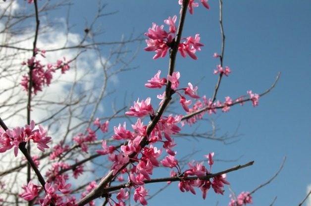 Signos de la primavera: Forsythia y Redbud