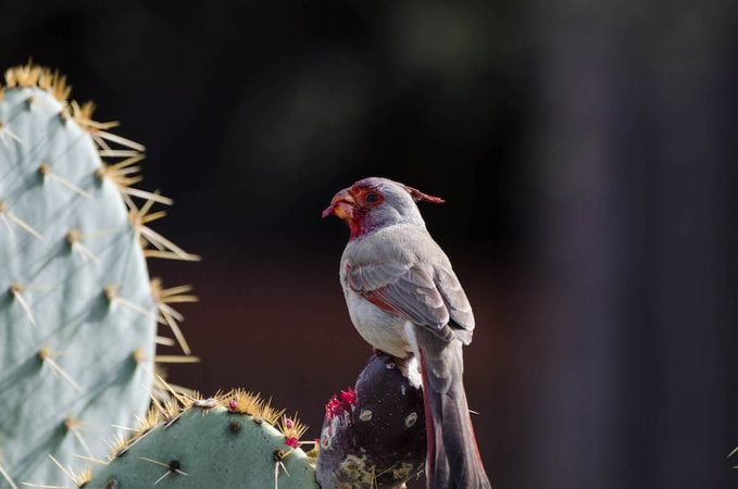 Conoce a Pyrrhuloxia: Desert Cardinal of the Southwest
