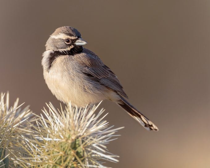Descubre las Aves del Desierto del Suroeste