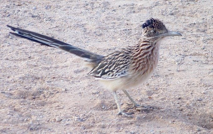 Descubre las Aves del Desierto del Suroeste