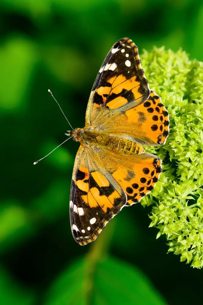 Apoye el ciclo de vida de Painted Lady Butterfly