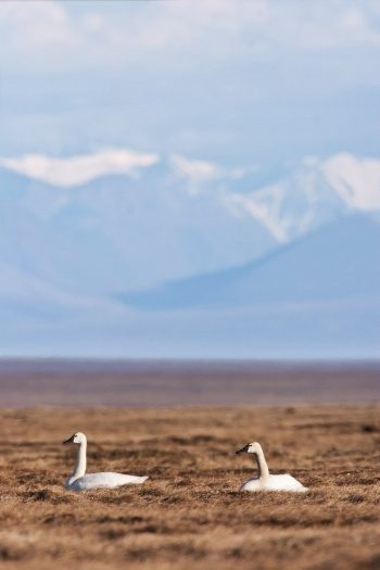 Los mejores puntos de acceso para la observación de aves en el desierto