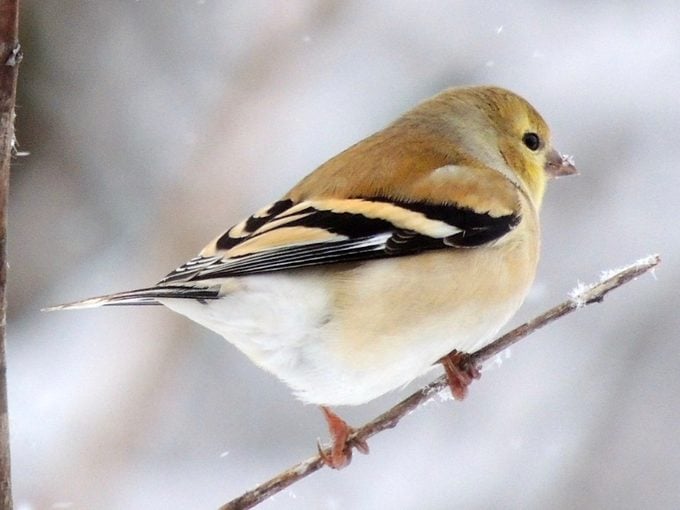 Yellow Warbler vs Goldfinch: Cómo saber la diferencia