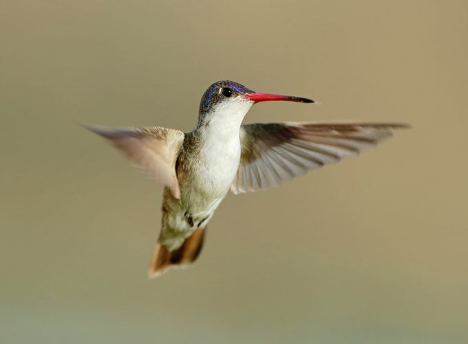 Ver un colibrí corona violeta en el suroeste