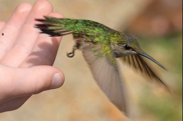 Datos sobre el rastreo y anillado de colibríes