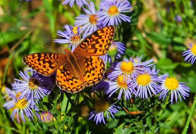 16 flores de larga floración para atraer mariposas y colibríes