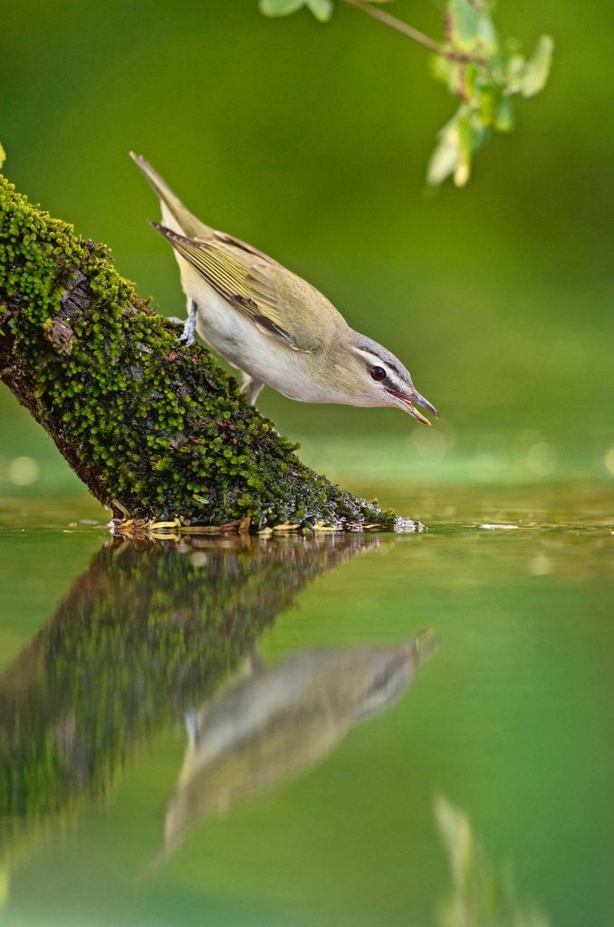 Cómo atraer pájaros a un bebedero para pájaros