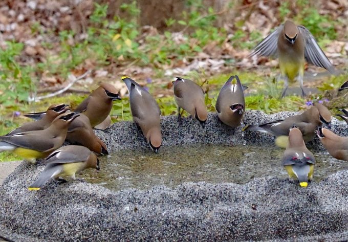 Cómo atraer pájaros a un bebedero para pájaros