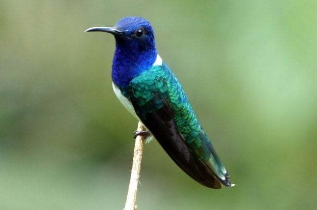 Descubre los Coloridos Colibríes de Costa Rica