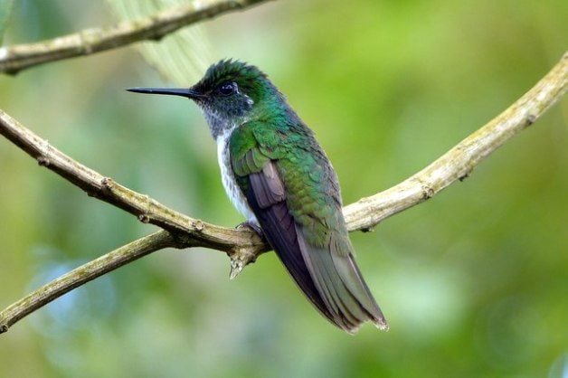 Descubre los Coloridos Colibríes de Costa Rica
