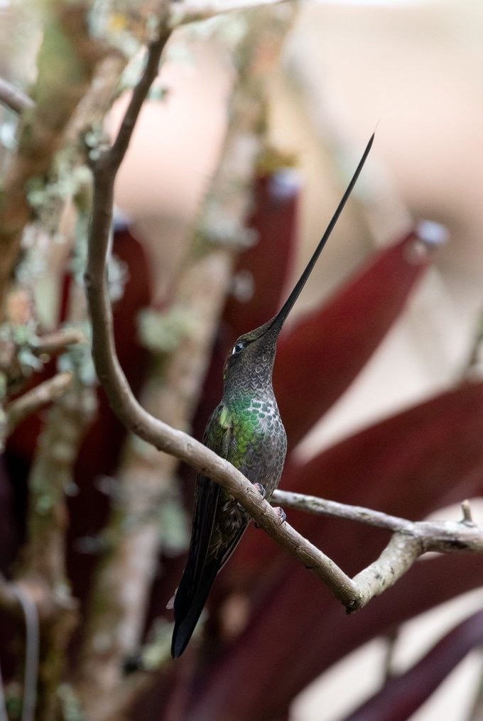 ¿Cómo usan los colibríes sus lenguas y picos?