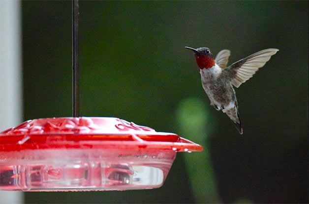 ¿Cómo usan los colibríes sus lenguas y picos?