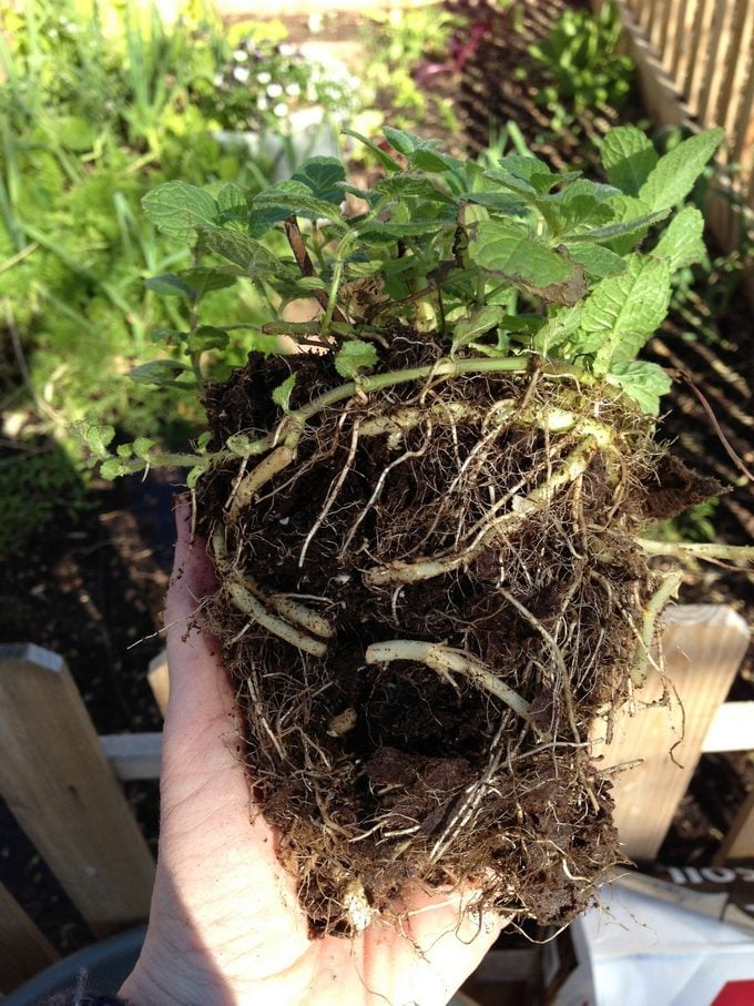 ¿Demasiadas raíces? Cómo arreglar una planta atada a la raíz