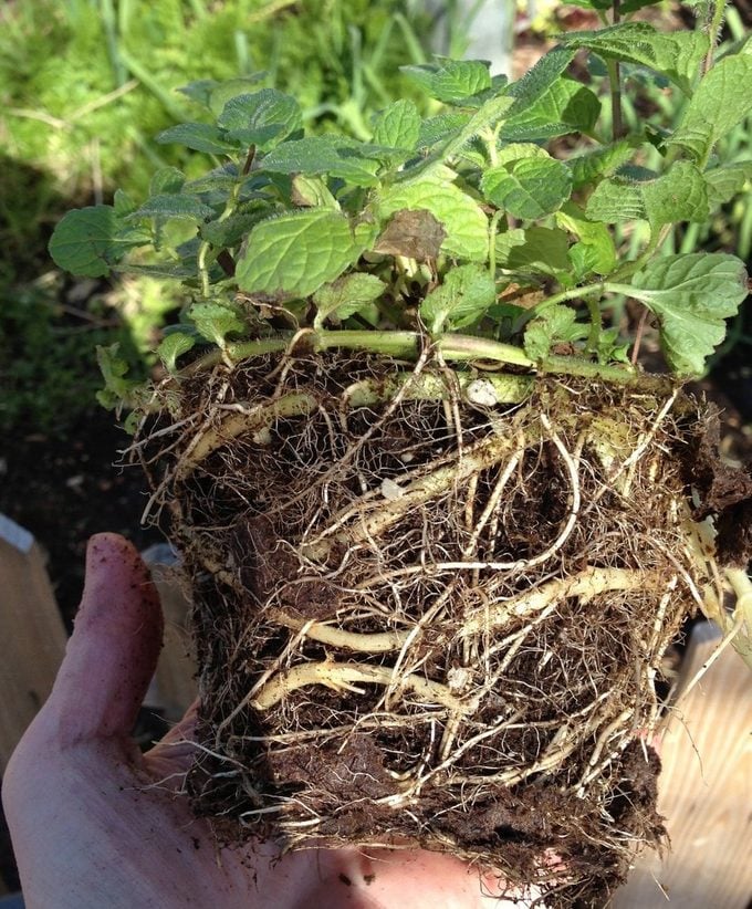 ¿Demasiadas raíces? Cómo arreglar una planta atada a la raíz