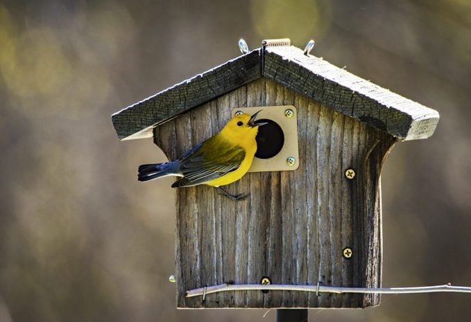 Atrae una curruca protonotaria con una casa para pájaros