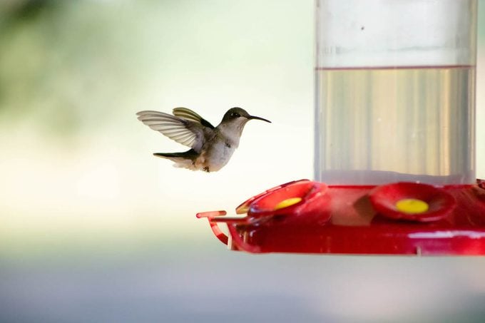 9 sencillos consejos para alimentar a las aves en verano