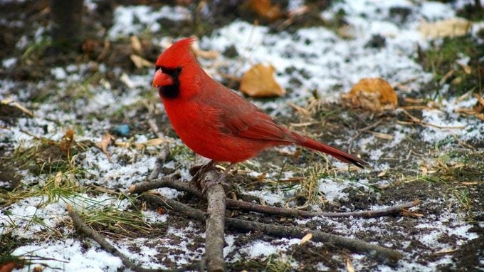 Si ves un cardenal, esto es lo que significa