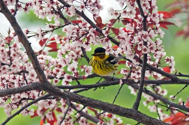 Puntos críticos de migración primaveral de aves en todo Estados Unidos