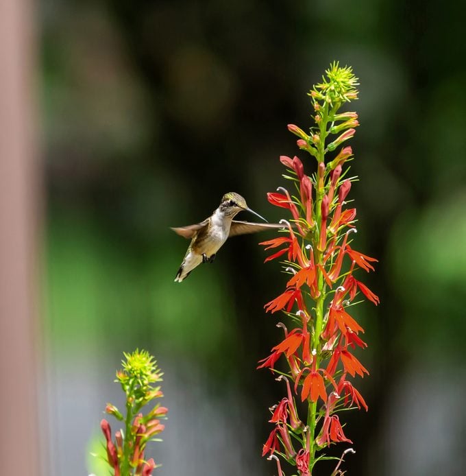 Las mejores plantas perennes para cultivar para los colibríes