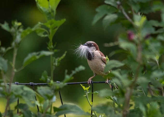 Wren vs Sparrow: ¿Qué pájaro estás viendo?