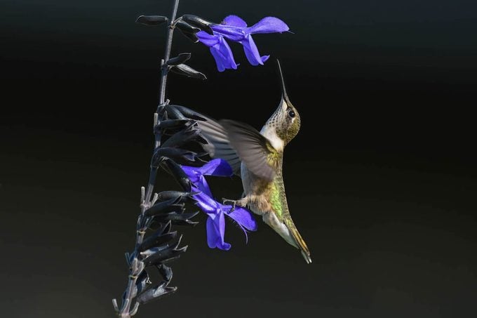 Pies de colibrí: ¿pueden caminar los colibríes?