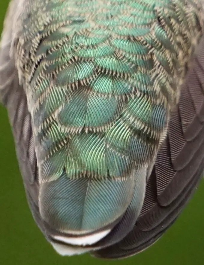 ¿Qué hace que una pluma de colibrí sea tan bonita?