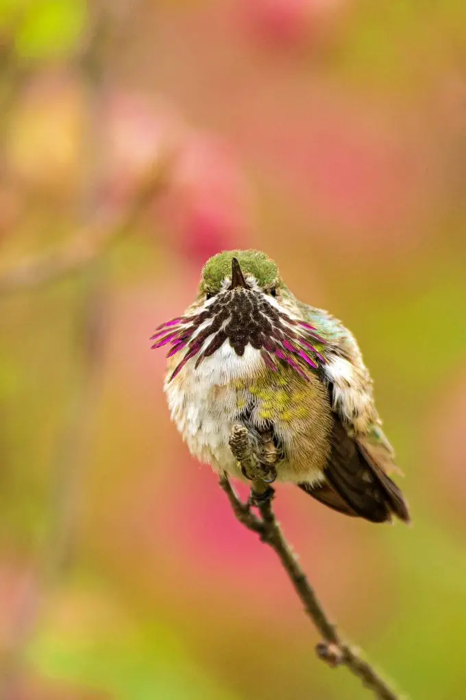 Conoce al colibrí Calíope, el ave más pequeña de EE. UU.