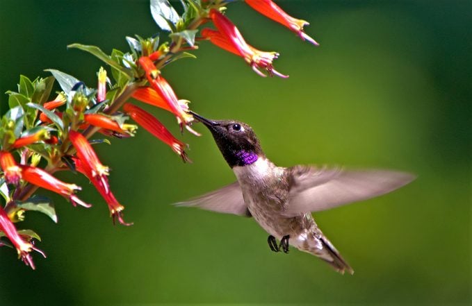 Los colibríes no pueden resistir la planta de petardos