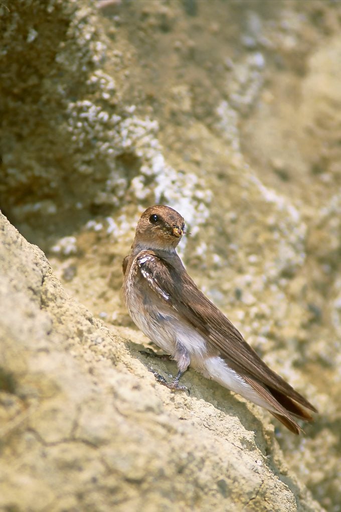 Aves que anidan en el suelo: Sanos y salvos bajo tierra