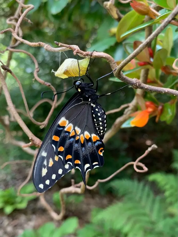 Atrae mariposas cola de golondrina negras a tu jardín